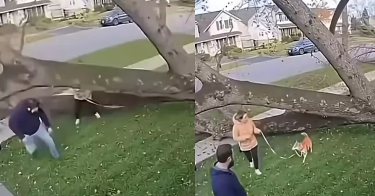 有片！突遇大樹當頭倒下 美國女與寵物狗幸運落樹叉縫隙中奇蹟逃一劫