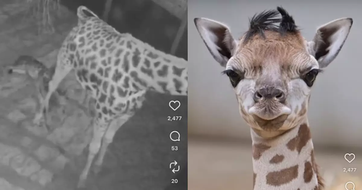 長頸鹿生B畫面曝光 幼崽自2米高母體跌落乾草床 40分鐘學識企