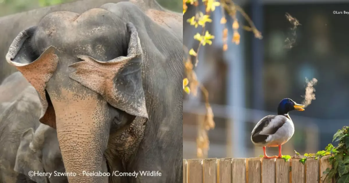 尼康搞笑野生動物攝影獎入圍名單出爐 「無眼睇」大象及「吸煙鴨」上榜