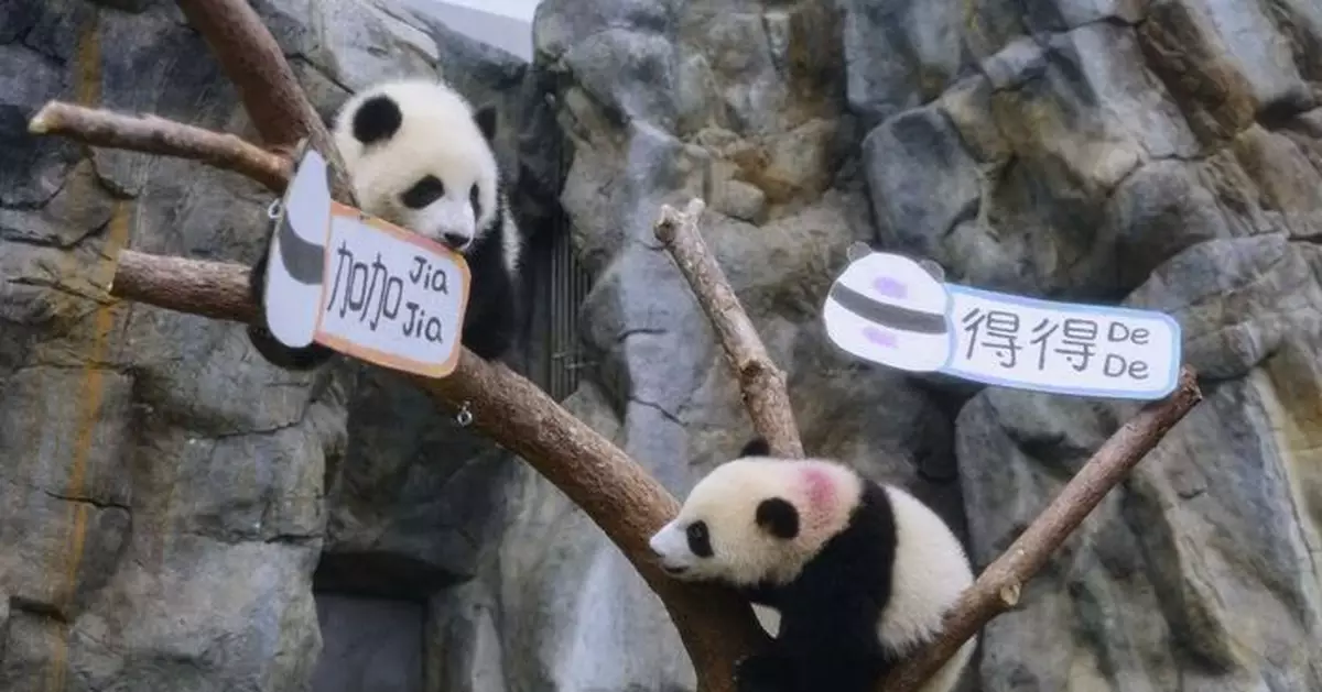 海洋公園入場人數及收入逐年攀升 龐建貽稱六隻大熊貓是「強心針」