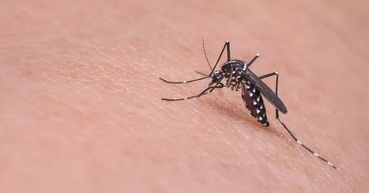 10月全港白紋伊蚊誘蚊器指數為2.2%較9月份進一步回落