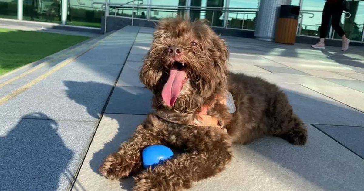 申訴專員對漁護署狗隻領牌程序和機制展開調查