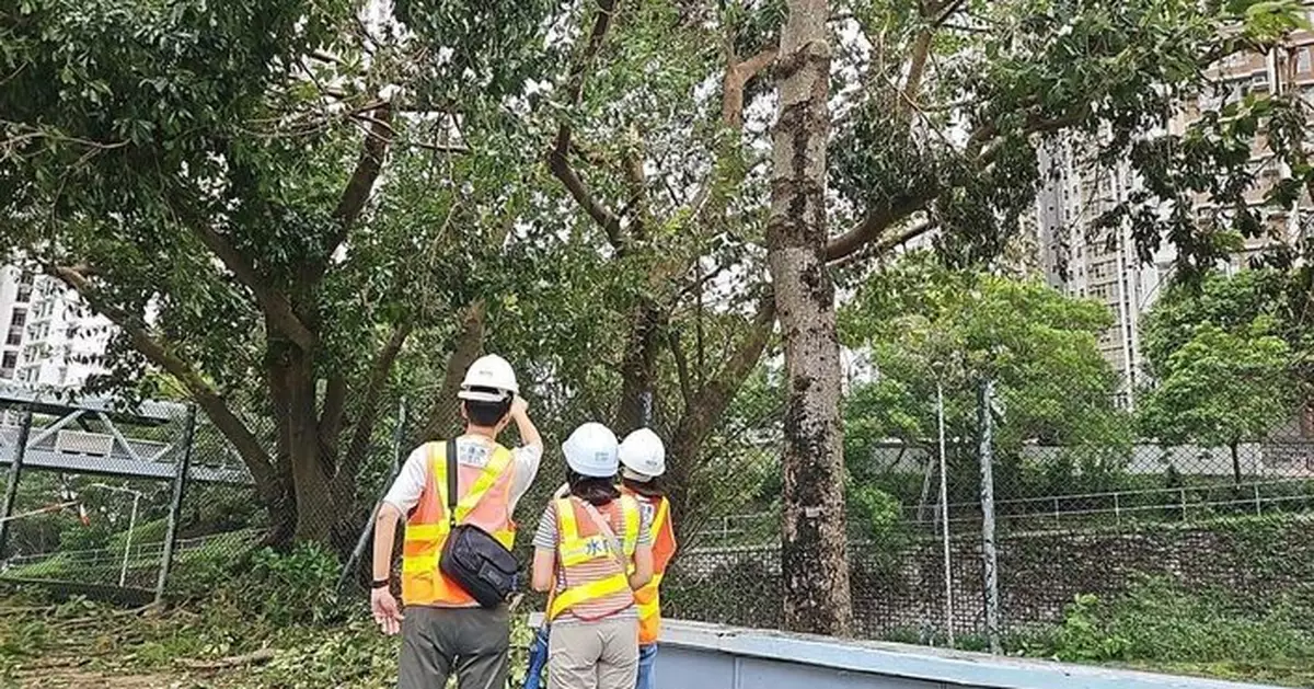 環保署於青衣沙田設臨時處理點 分類及篩選「樺加沙」造成的塌樹物料