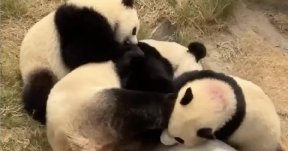 熊貓兩姊弟體重突破32公斤  盈盈湊B好成績