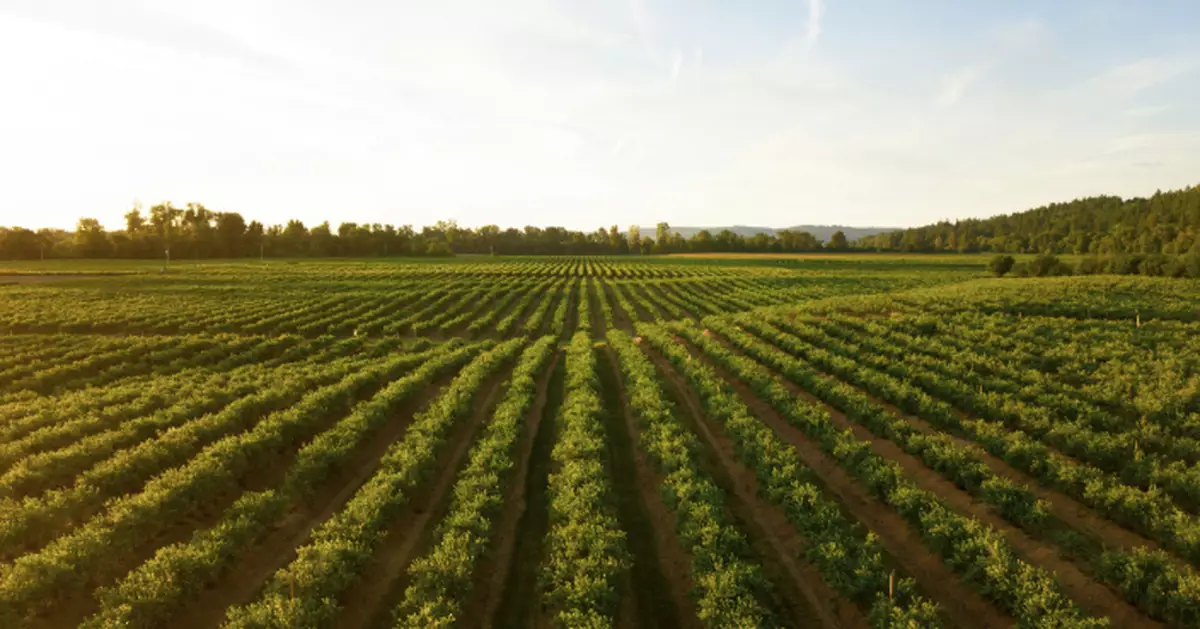 相當於37座東京巨蛋！外國人買日本農地增2倍 中客佔最多