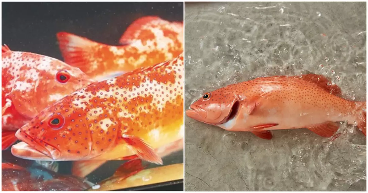 觀塘酒樓冰鮮魚扮生猛游水海鮮事敗  食客自製「對比圖」揭死魚特徵