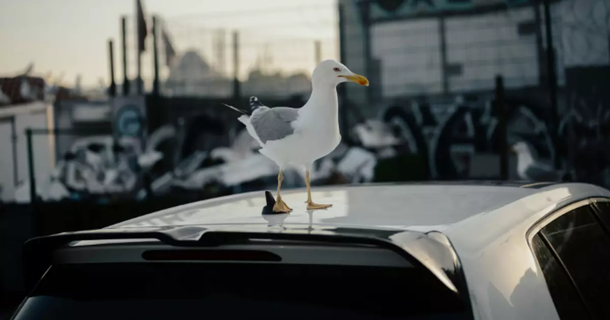 鳥兒「屎彈炸車」有偏好？美研究曝「這車型」最容易中招