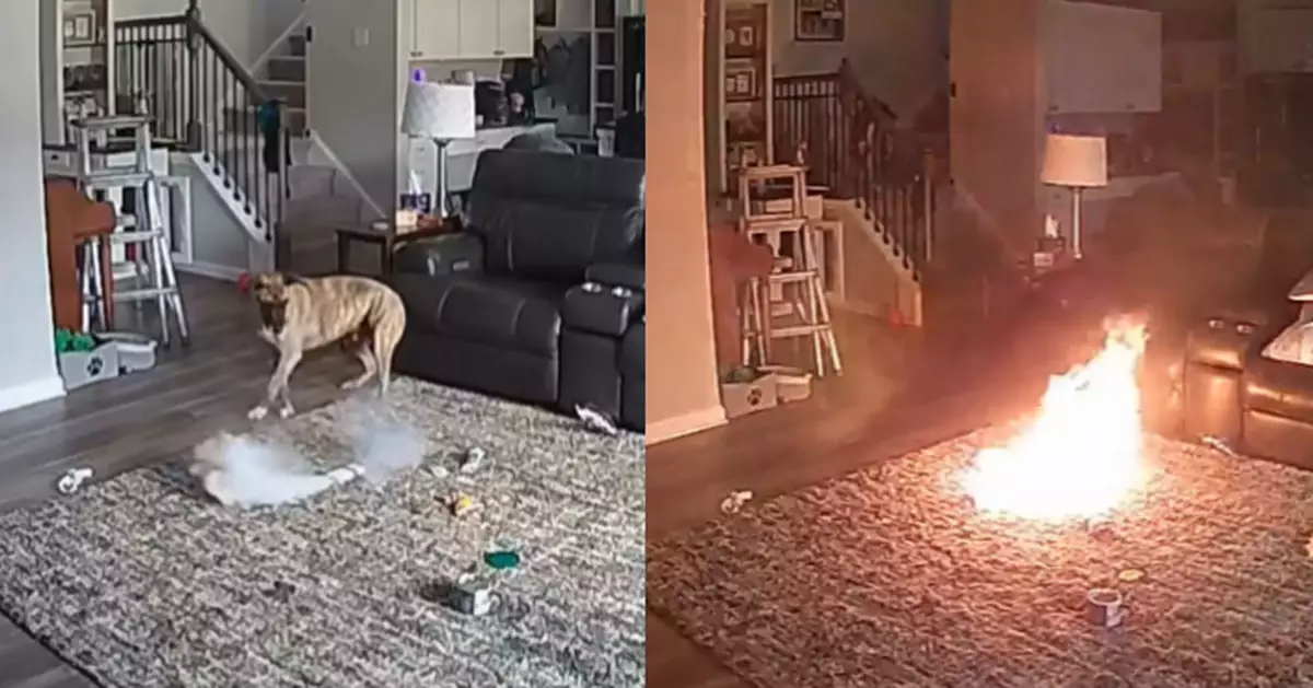 驚悚畫面曝光！美國寵物狗咬「鋰電池」玩耍 竟瞬間爆炸變火球