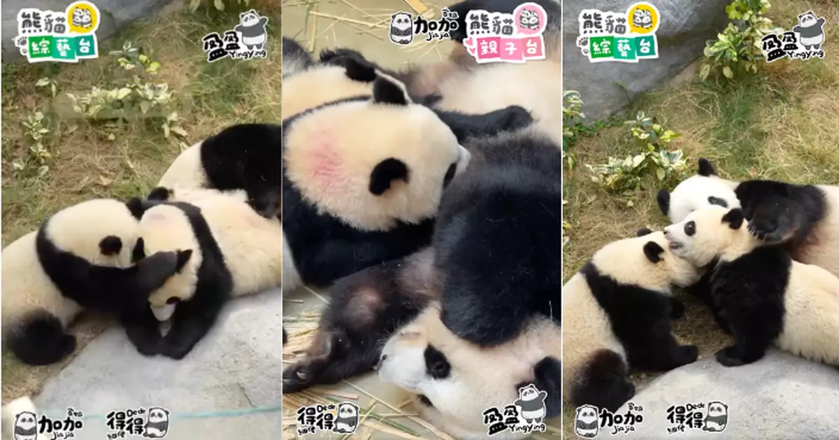 盈盈一家三口打交惹笑   瞬間安靜飲奶夠溫馨