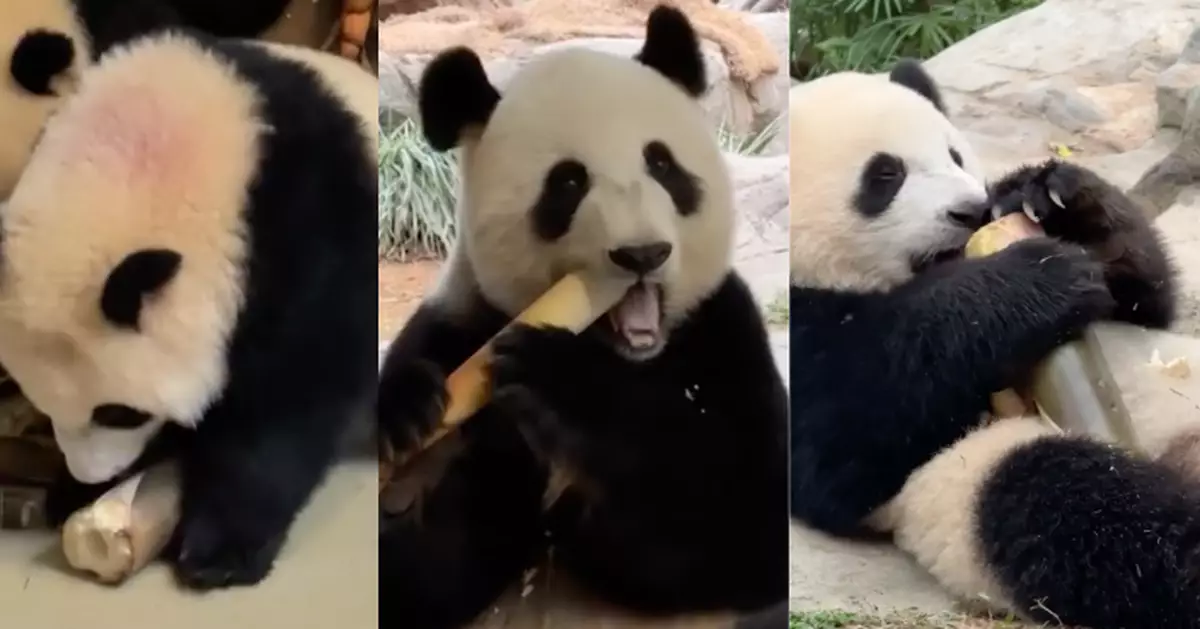 「盈盈」一家三口食「筍」嘢 各取所需吃到飽