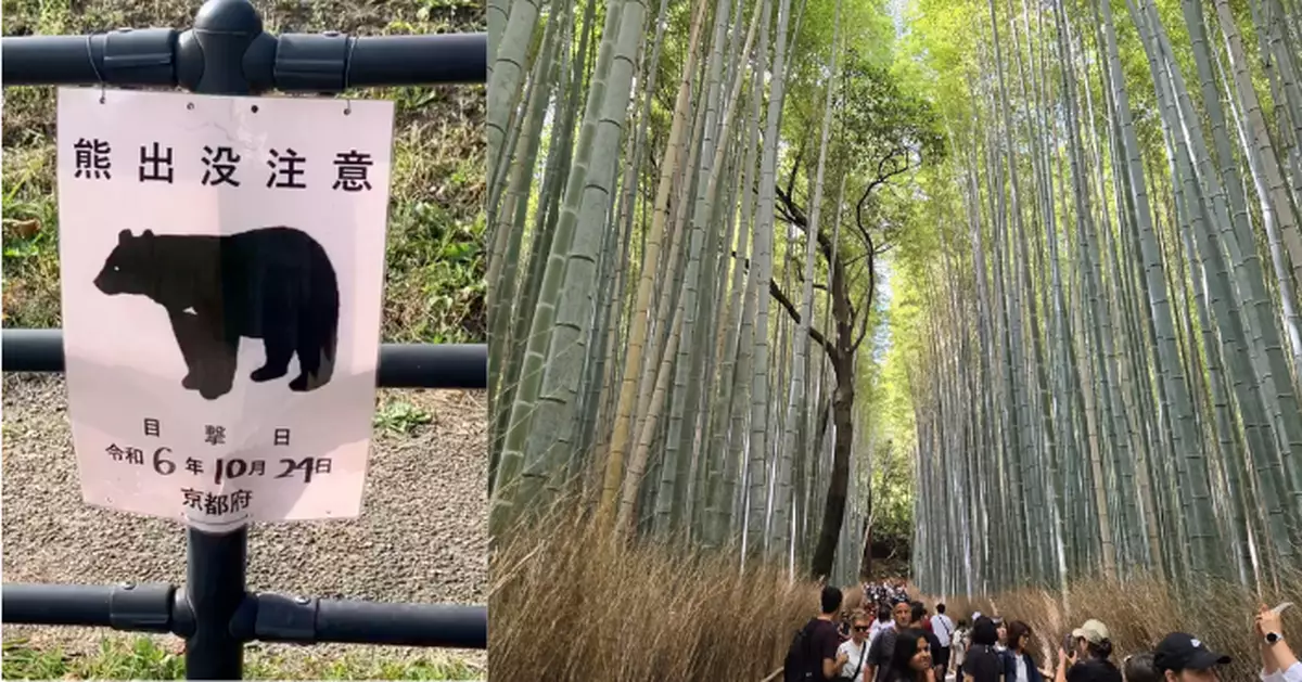 遊日注意｜京都景點嵐山現熊踪  未有人類傷亡報告