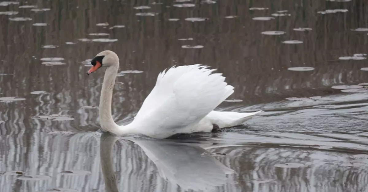 天鵝成為「生態殺手」 加州明年起准無證獵殺一種類