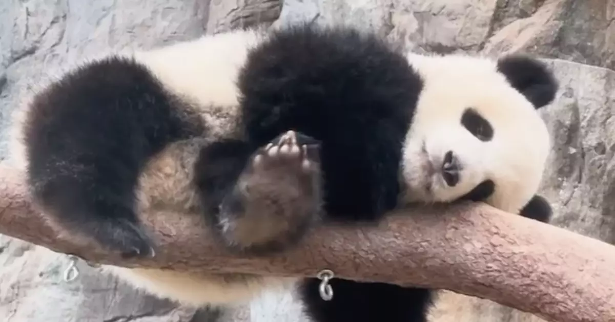 熊貓姊弟重陽節另類「登高」 不愛賞菊愛食竹