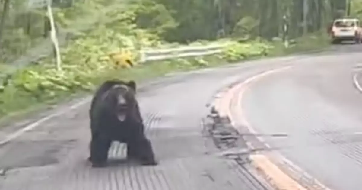 日本4月至今11人被熊襲擊死亡創紀錄