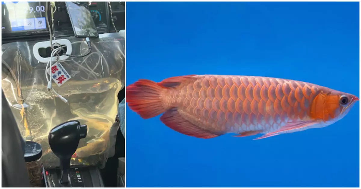 的士司機高難度咪錶底養魚  網民：條魚會唔會暈車浪？
