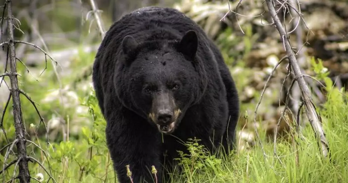 黑熊中槍扮死伏地不起 日獵人上前查看遭反撲面部重創昏迷