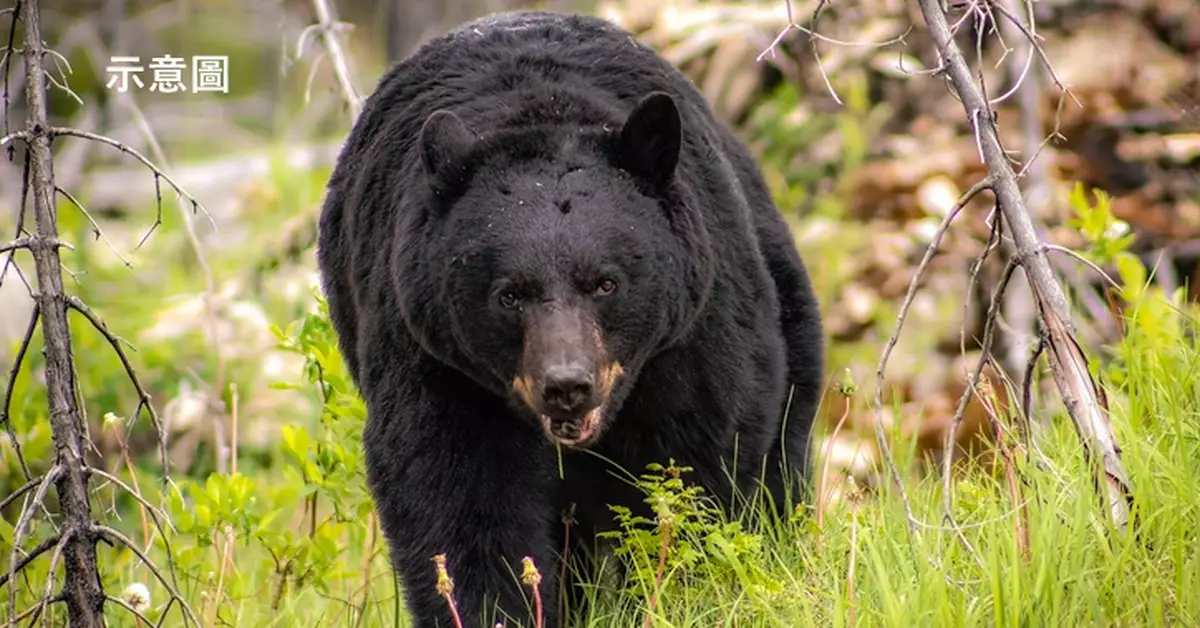 黑熊深夜闖民宅襲擊寵物犬 日男急揮「車用千斤頂」奮力擊退猛獸