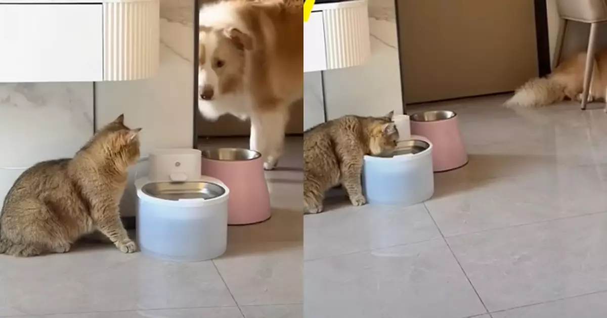 邊牧教新來貓仔用飲水機 示範完貼心躲門後觀察 網民：暖男系狗狗