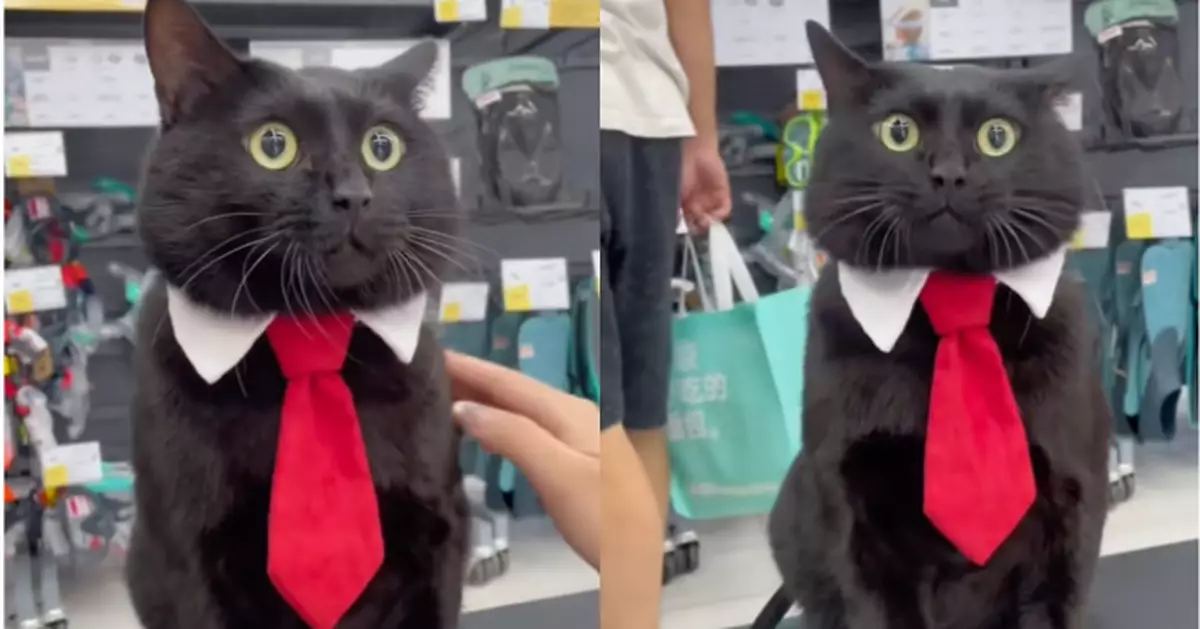 黑貓被迫著西裝打領呔體驗社畜生活滿臉驚恐 網民笑瘋：第一日返工想辭職！