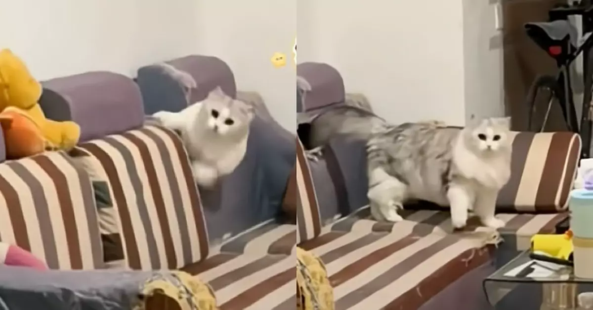 梳化突冒出可愛貓臉！下秒彈出肥碩身體 網笑：秘密基地被發現