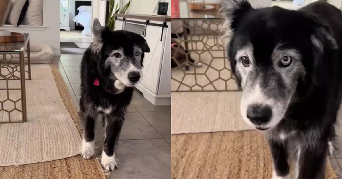 16歲老狗時日不多 飼主陪伴度過最後時光 指生活節奏變慢學會「溫柔道別」