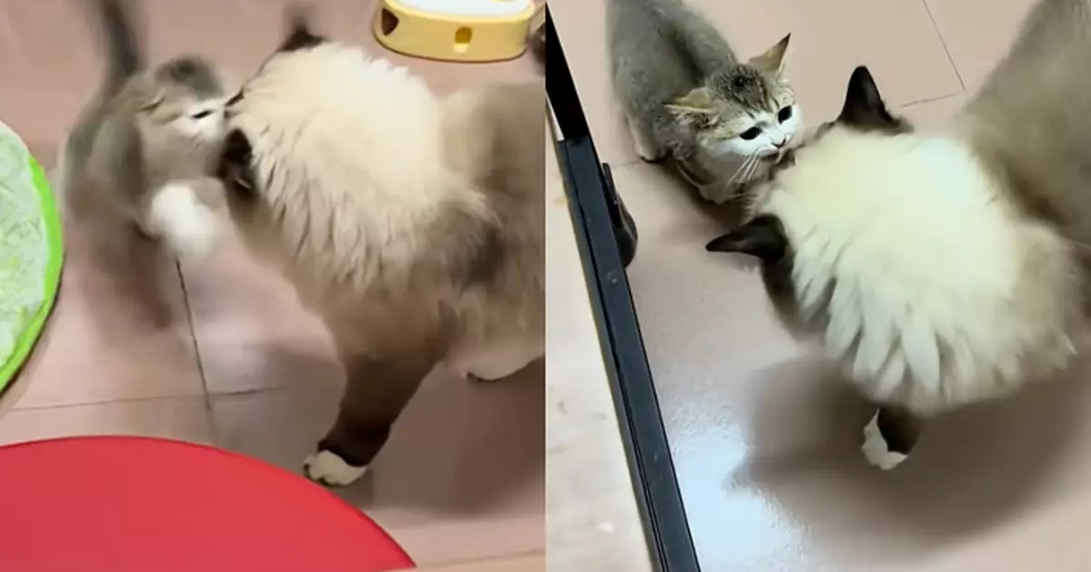 小奶貓到新家挑釁原住民貓 仲跳起賞巴掌 網民笑：前世是老虎嗎