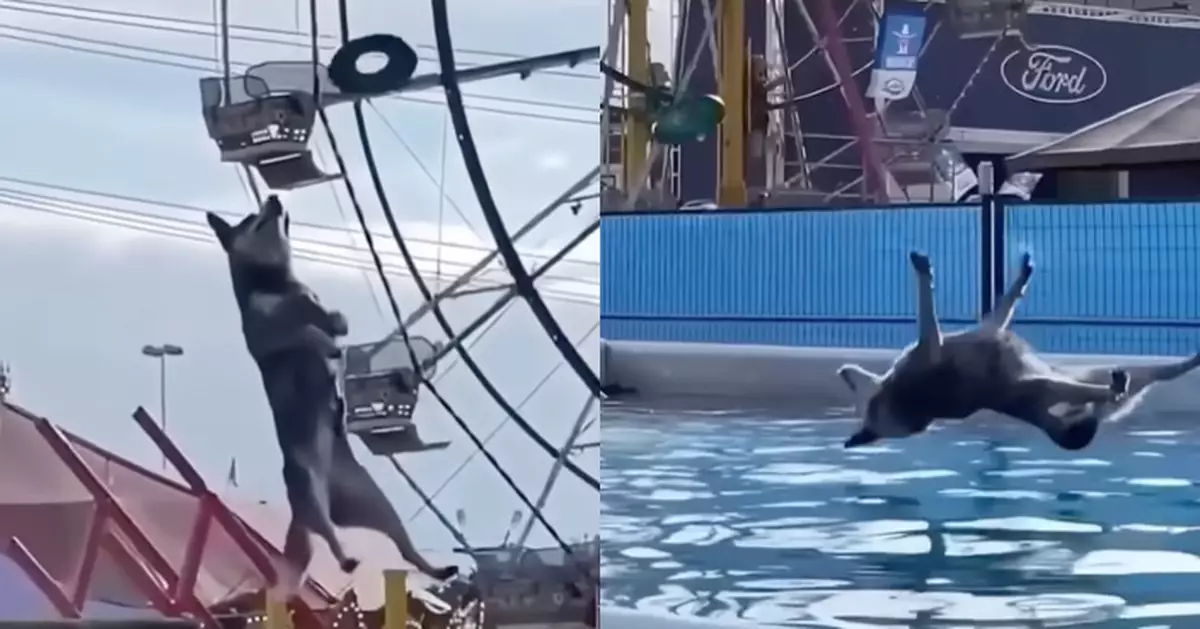 有片！愛面子柴犬跳水咬圈失誤扮無事 下秒擺出優雅姿勢落水