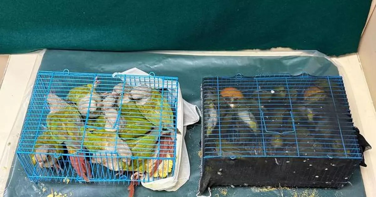 海關羅湖管制站檢獲瀕危物種活鸚鵡及活鳥