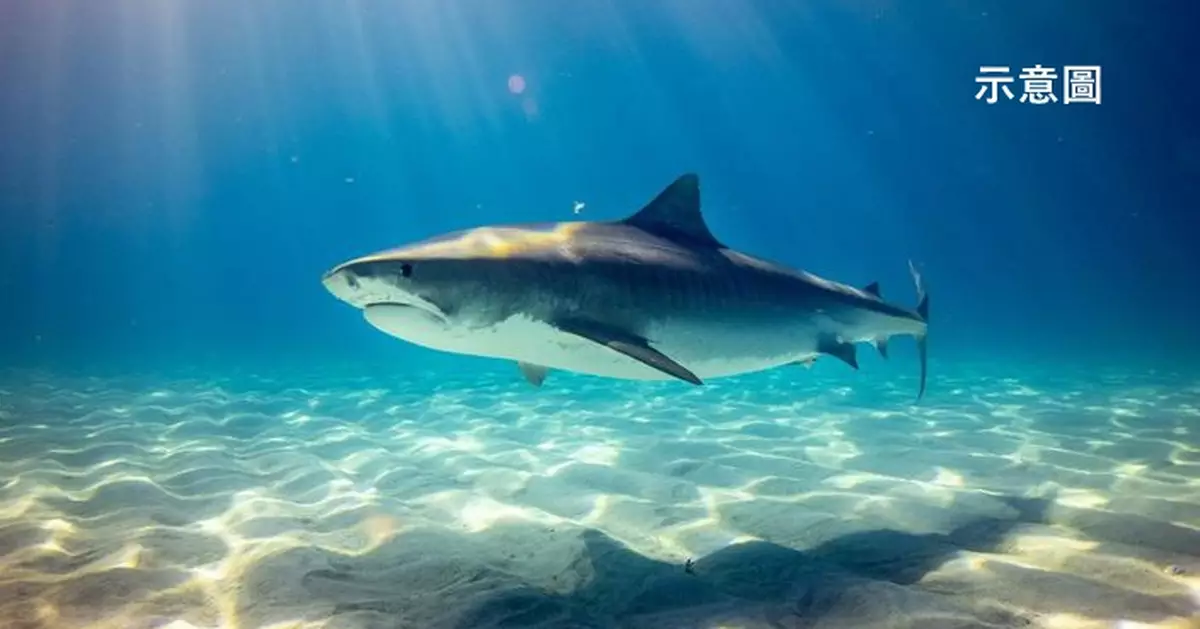 海邊戲水突遭鯊魚攻擊 澳少年胸口遭猛咬內臟重創送院搶救命危