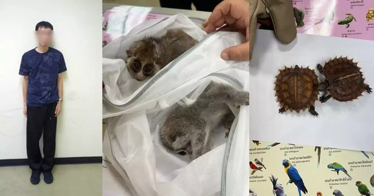 松鼠水獺藏衣物 台男攜8保育動物曼谷機場闖關被捕 或面臨10年刑期
