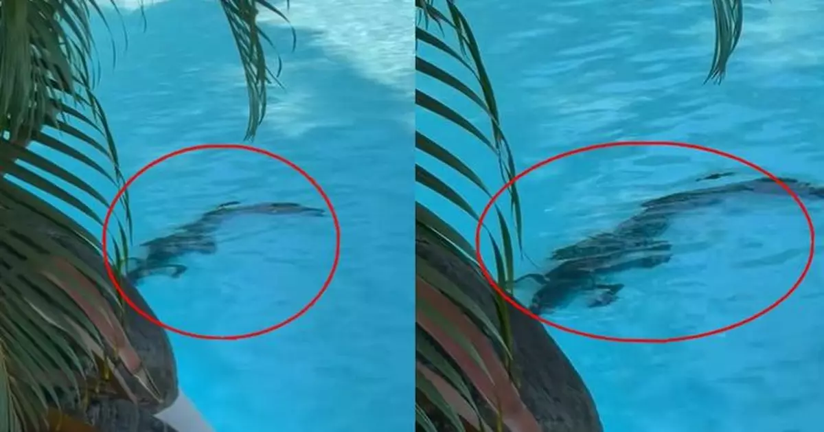 鱷魚潛伏澳洲喜來登度假村泳池底 泳客一旁淡定曬日光浴