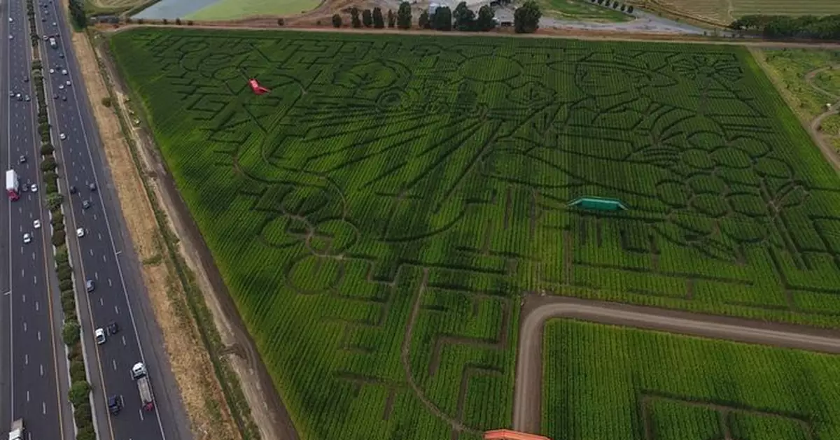 曾2度創全球最大！加州「巨型玉米田迷宮」秋季開放吸客 需時至少45分鐘