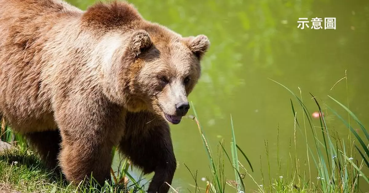見鄰居夫婦遭熊隻襲擊 日38歲男好心救援慘遭撕咬喪命