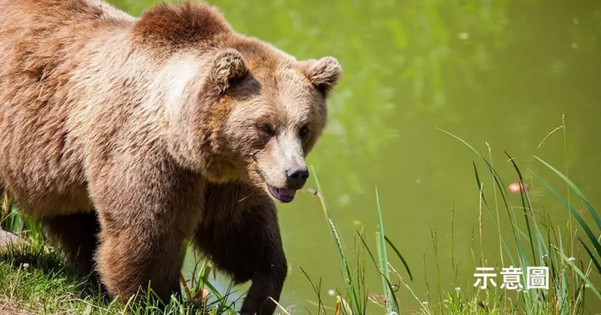 疑檢查野豬陷阱遇襲 日本8旬獵人遭受困野熊反撲倒臥山林不治