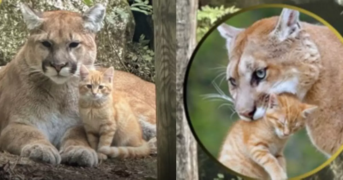 網傳美洲獅收養小橘貓溫馨互動相 畫面過於和諧遭質疑AI造假