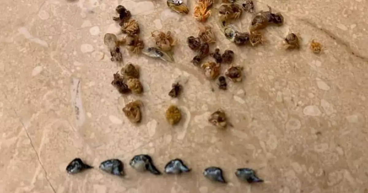 日本小魚乾現「迷你河豚」購買者憂中毒 網民熱議：究竟可唔可以食？