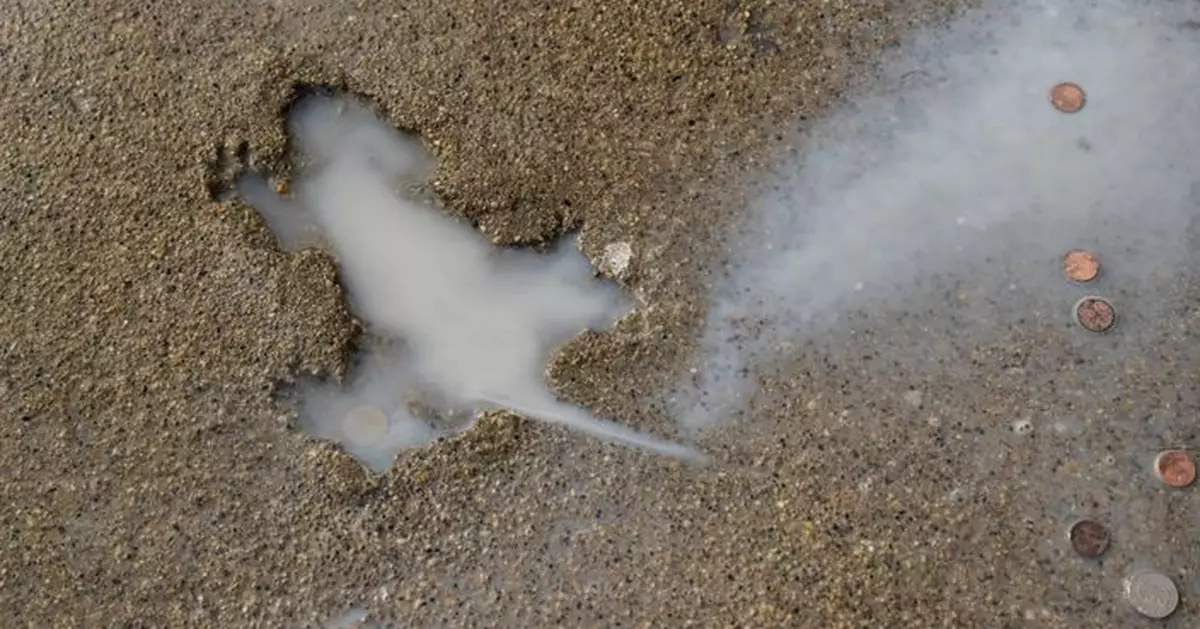芝加哥網紅地標「老鼠洞」竟唔係老鼠造成？ 真正元兇或是灰松鼠