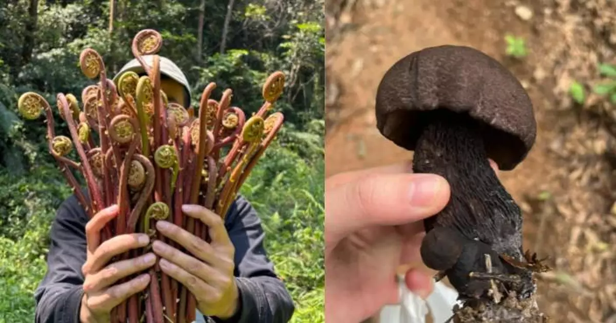 深圳掀「打野熱」年輕人周末山野摘野菜、挖菇 專家提醒：留意毒菇危及性命