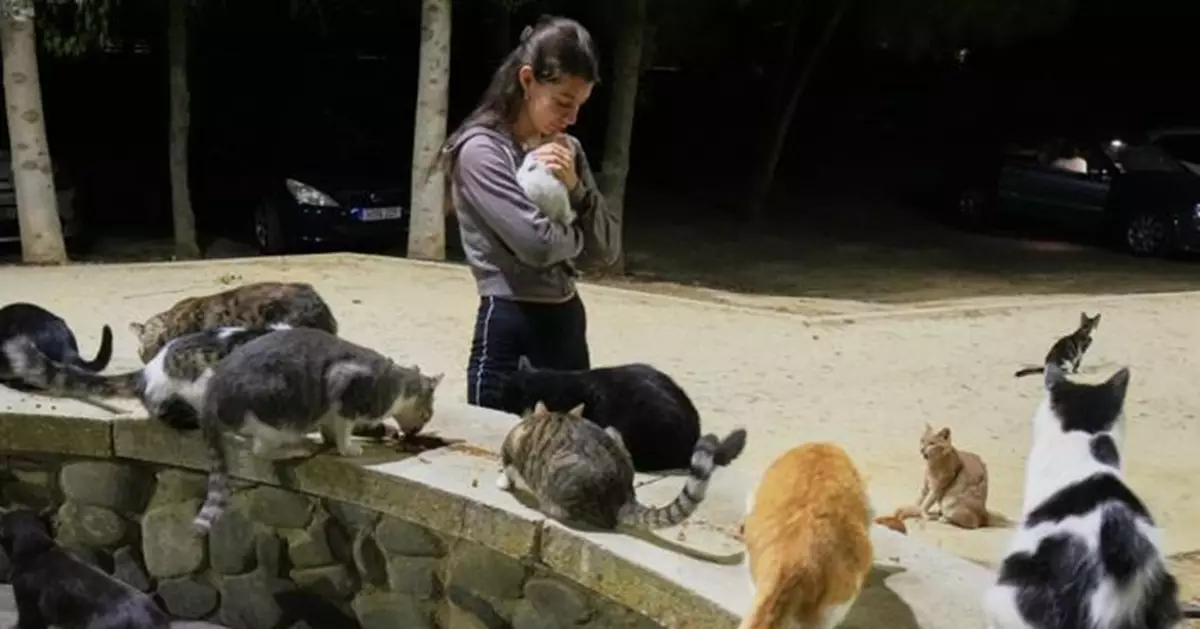 百萬居民對百萬隻！「貓島」塞浦路斯流浪貓氾濫陷生態危機