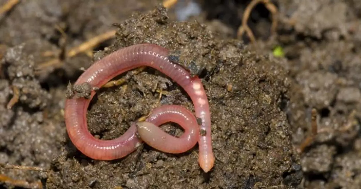 地表異常！越南廣義省萬條蚯蚓烈日暴斃 專家疑土壤污染釀禍