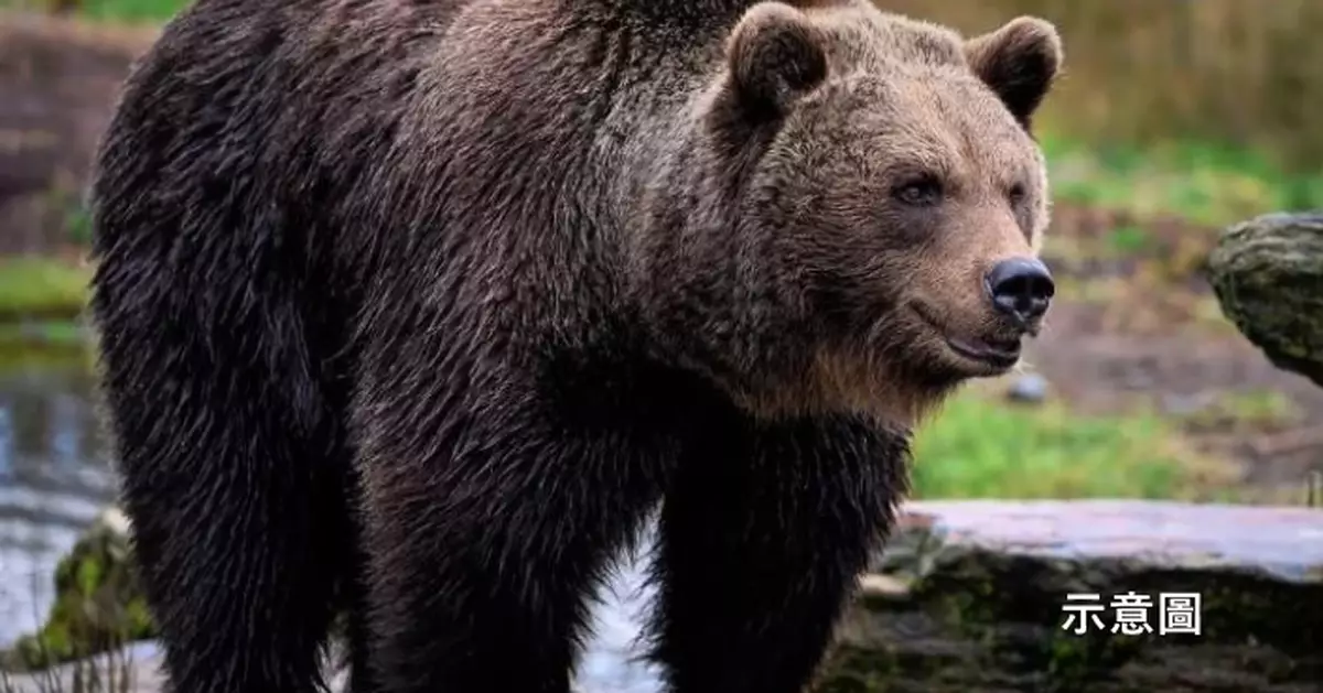 下車尋父驚遇野生熊 美男童逃入商店仍遭緊跟 與店員驚險躲避後續曝光