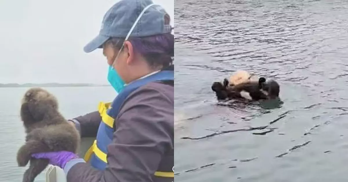兩周大海獺BB疑走失 加州救援隊播「哭聲錄音」海上尋母助感人重逢