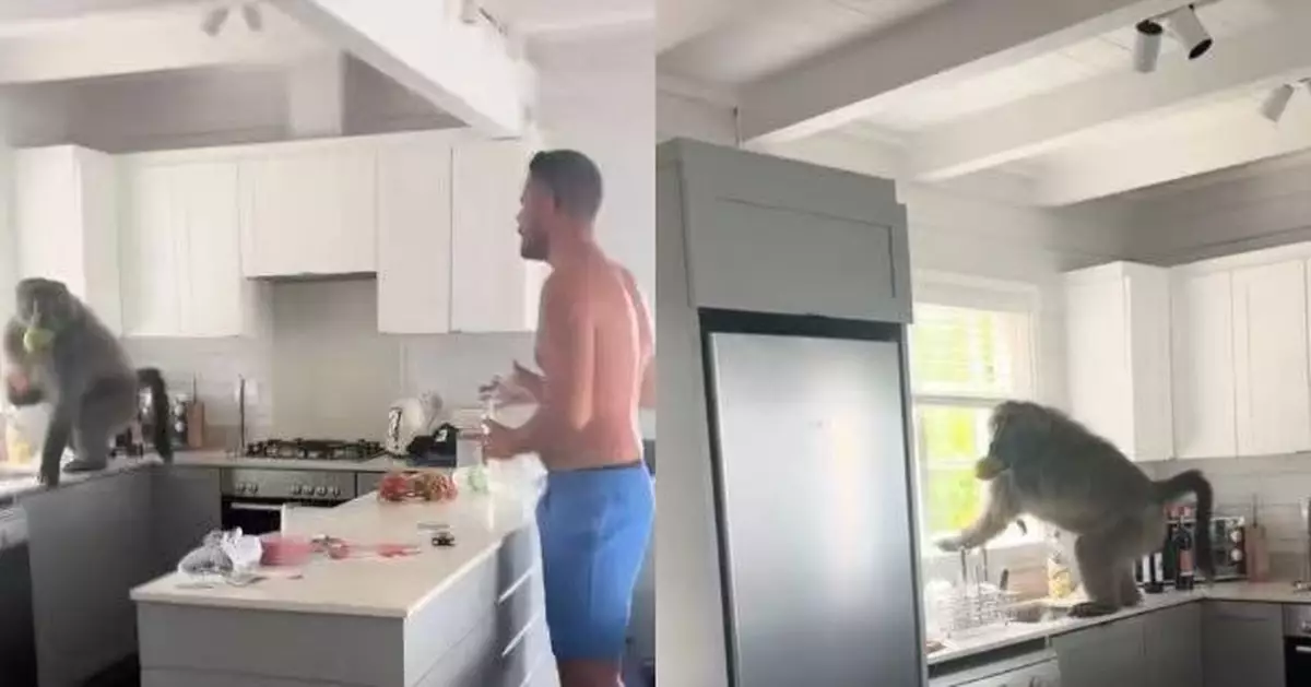 赴南非參加婚禮 夫婦入住Airbnb驚見狒狒闖入廚房偷食水果嚇呆