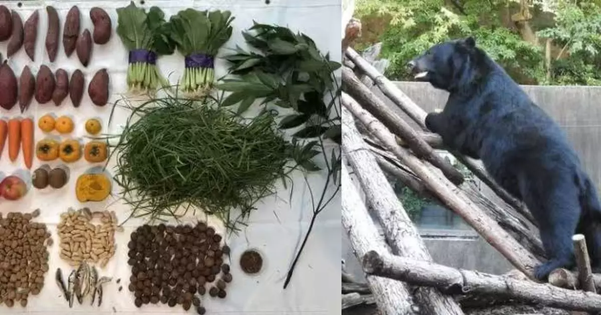 日動物園展示黑熊冬眠前驚人食量 科普正確知識減少社會恐慌