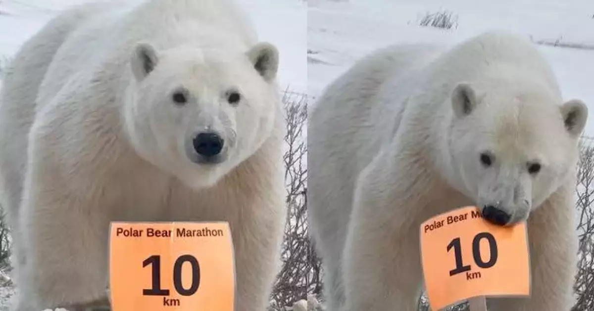 加國小鎮辦「北極熊馬拉松」限人類參賽 跑手遇真北極熊闖賽道叼走路牌