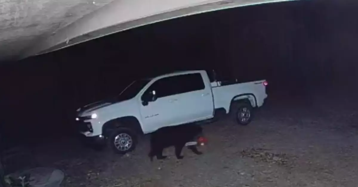 深夜出沒民宅附近覓食 美黑熊順勢叼走電鋸被戲稱「鏈鋸熊」