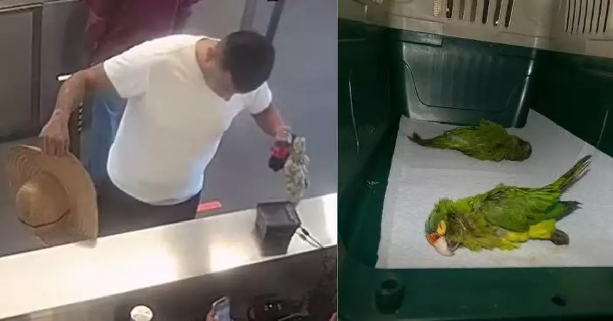 褲襠隆起遭海關攔查堅稱「天生雄偉」 美籍男內褲藏2瀕危鸚鵡被捕