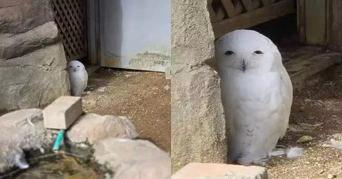躲角落觀察飼育員 日動物園雪鴞露「詭異笑容」笑翻全網
