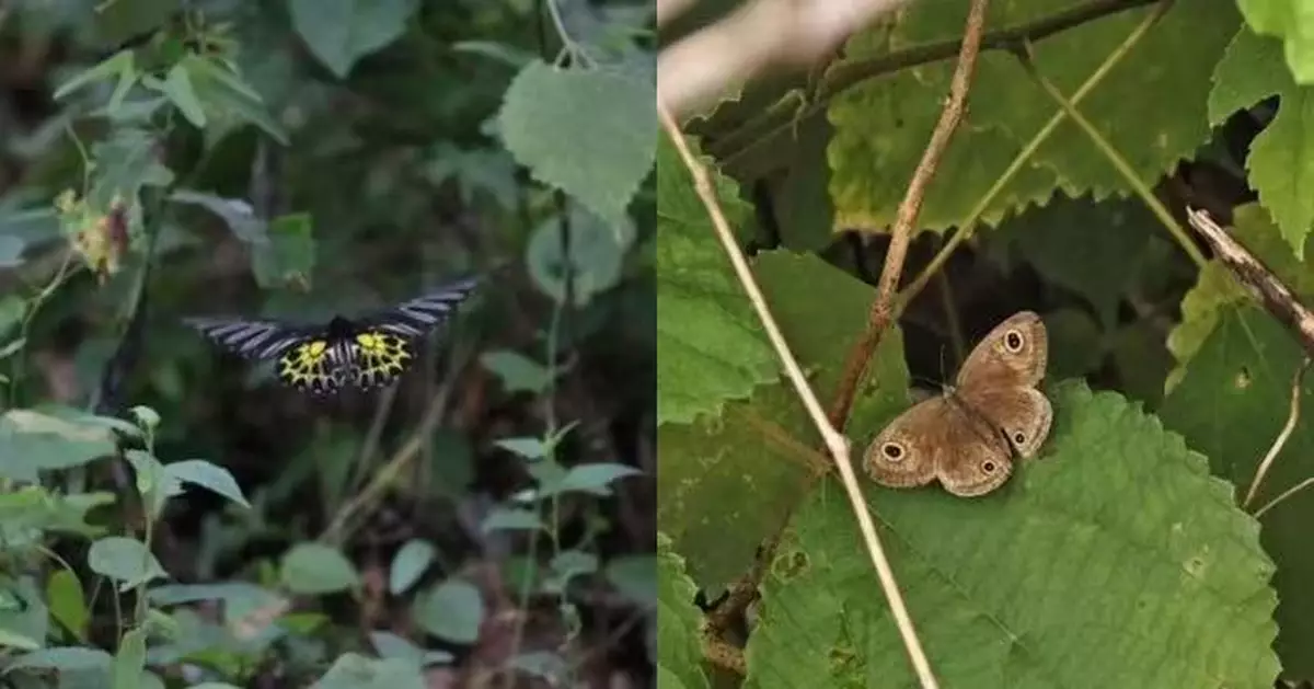 中國體型最大蝴蝶！金裳鳳蝶現蹤湖北赤壁 金黑斑紋閃耀華貴又美麗