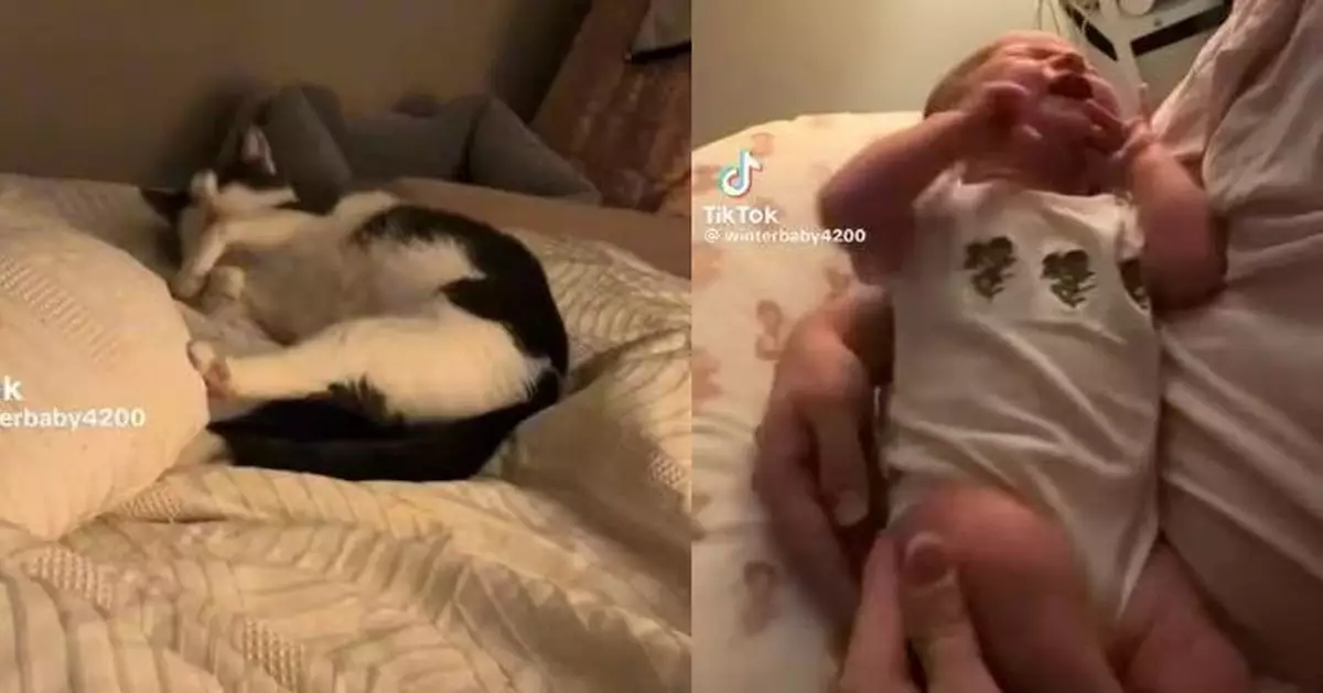 聞哭聲「母性覺醒」 暖心貓仔化身貓保姆翻身露肚「想餵奶」安撫嬰兒